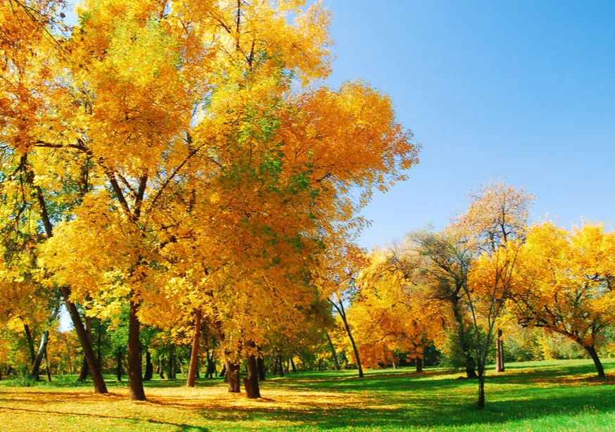 

2 пары Gemfan F3 F4 F3S F4S Freestyle 3 5,1x3x3 Freestyle 4 5,1x3,6x3 ПК Реквизит 3 лопасти Пропеллеры Гоночный FPV Дрон