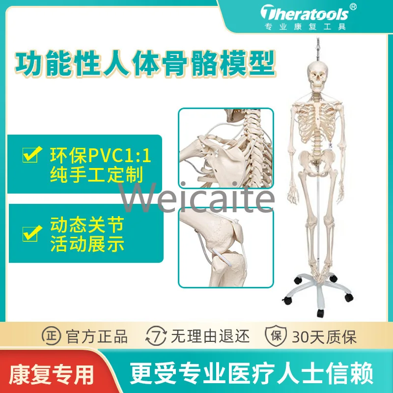 

Dynamic Functional Human Skeletal Model 1.8m Full Joint Movable Professional Rehabilitation Medical Display Teaching Aids