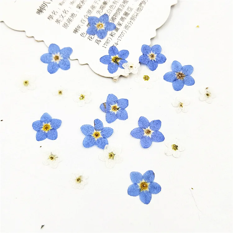 1000pcs DIY Handmade Material Dried Flower Forget Me Not