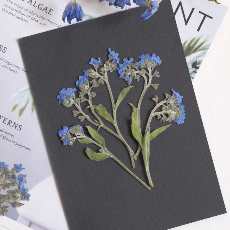 อย่าลืมฉันลําต้นสําหรับงานแต่งงานตกแต่งดอกไม้กดแห้ง 1 ล็อต/10 ถุง (100 ชิ้น) ขายส่ง