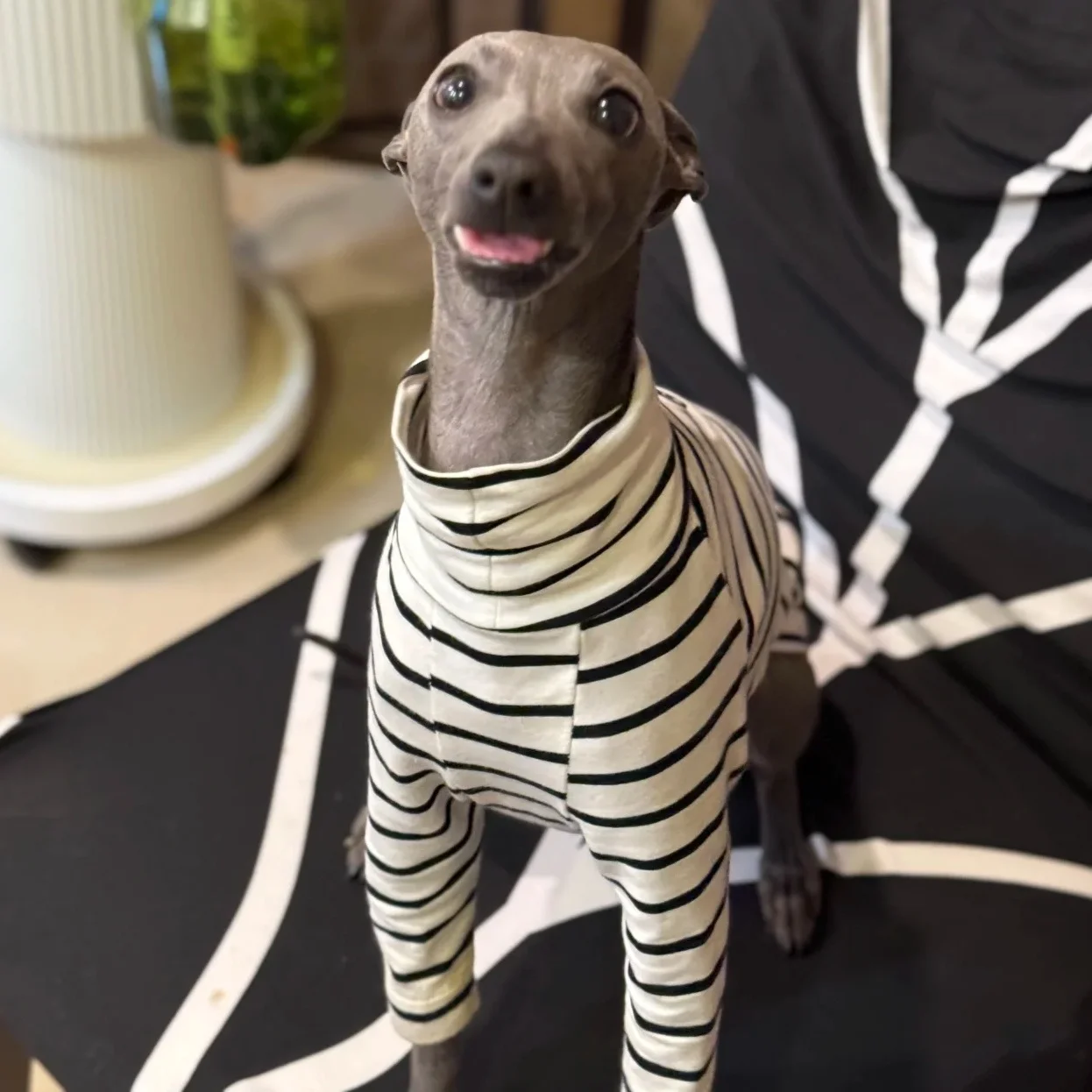 Camiseta de Algodón a Rayas Blancas para Perros Bedlington, Ropa de Primavera, Camiseta de Manga Larga con Cuello Alto, Ropa de Estar por Casa para Galgos Pequeños