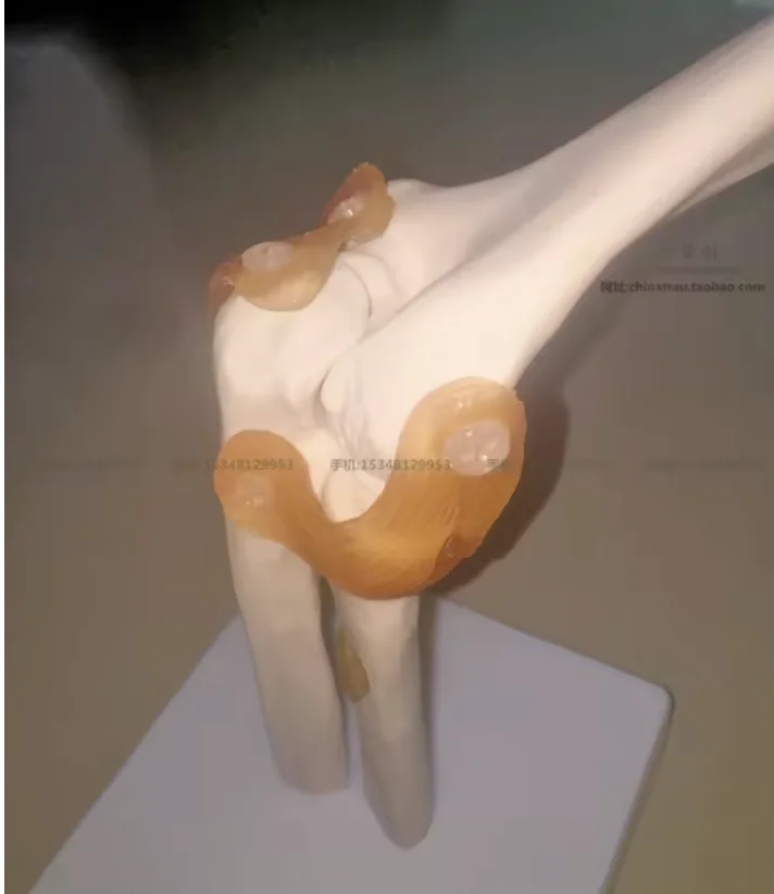 Model with Ligaments Human medical Skeleton elbow Joint Anatomy Models Skeleton  Joint Model Medical Science Teaching Supplies