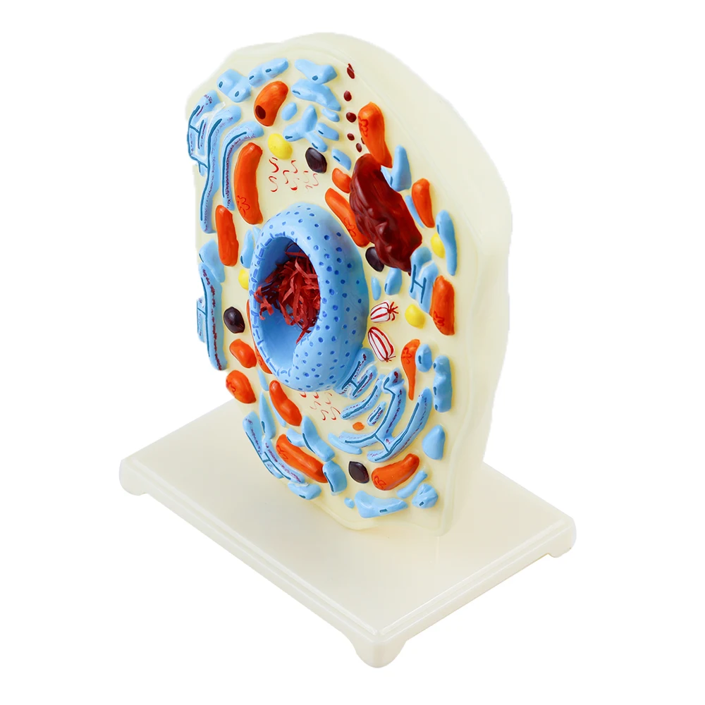 Animal Cell Model Microstructure Anatomical Model Middle School Biology Teaching Biological Cell Equipment