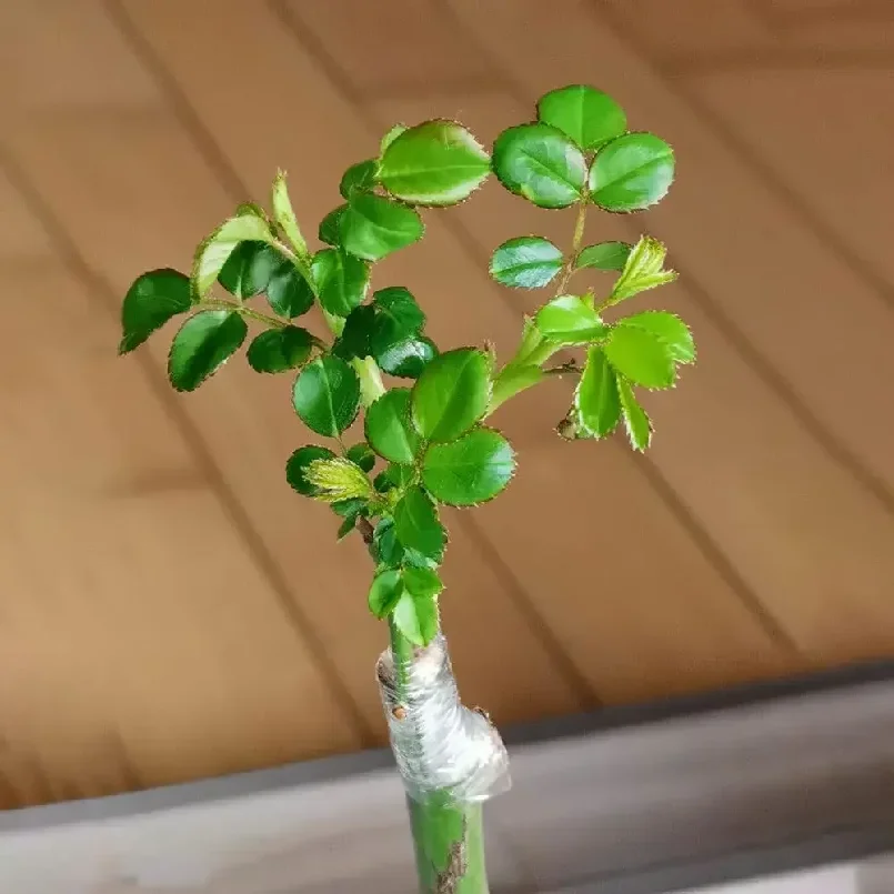 1/3 ロール PE 柔軟な接木テープフィルム自己粘着性ガー - Rooting Hormone Powder のレビューと価格