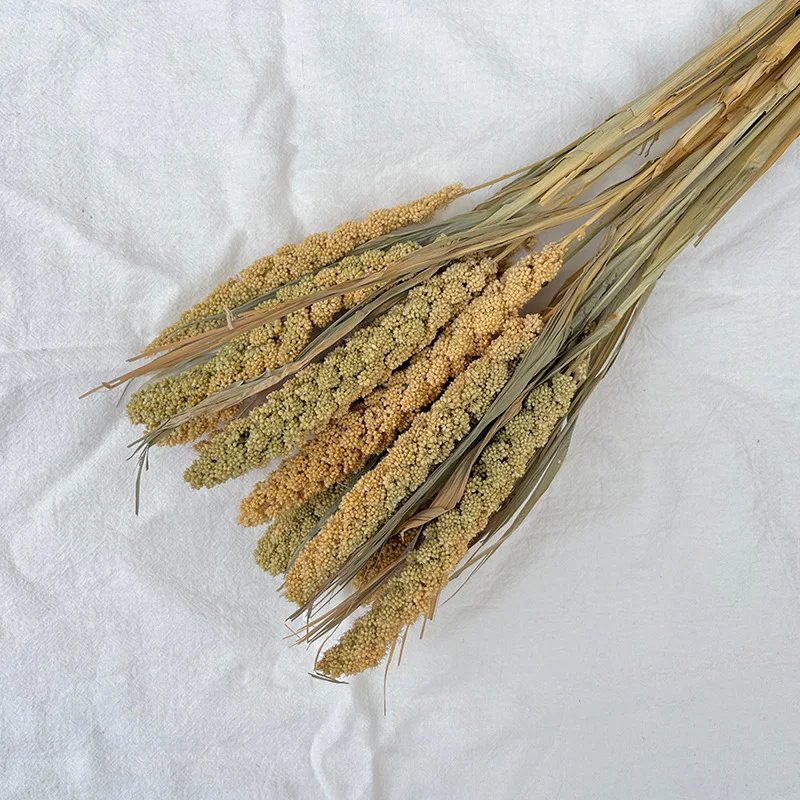 Natural Fluffy Pampas Grass Dry Pompous Grass Decor Wedding Flower Boho Decor Natural Pompas Flower Bouquet Millet flore - Image 4