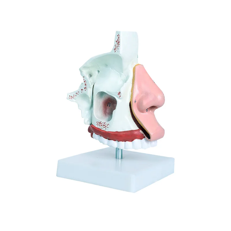 

BIX-A1059 Medical School Training and Teaching PVC Material The Nasal Anatomy Model