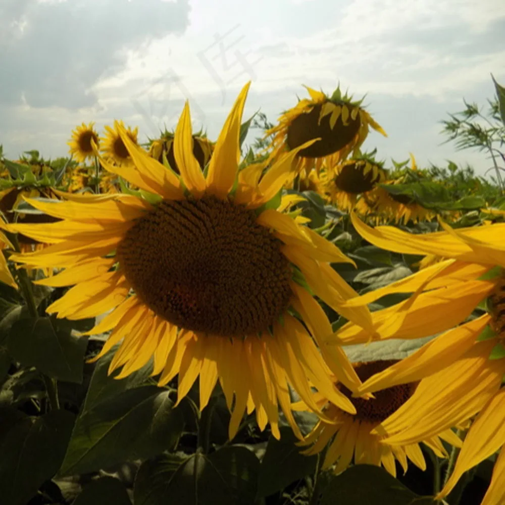 

Europe T46S T46Y T47A Refillable Ink Cartridge No Chip Or Chip Reset For Epson SureColor SC-P700 SC-P900 P700 P900 Printers