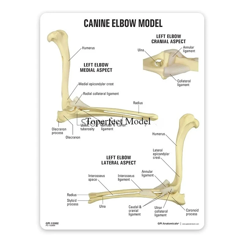 Anatomy Dog Canine Elbow Joint Model Animal Body Replica for Veterinary Office Educational Tool Anatomicals