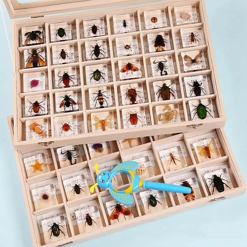 Small animal real insect resin real insect scarab spider beetle specimen flower marine plant teaching gift box  home decor