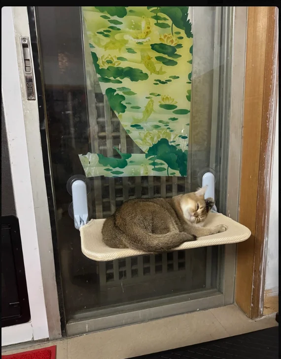 

Foldable Cat Window Hammock, Soft Cushioned Window Perch with Sturdy Frame for Cats & Kittens