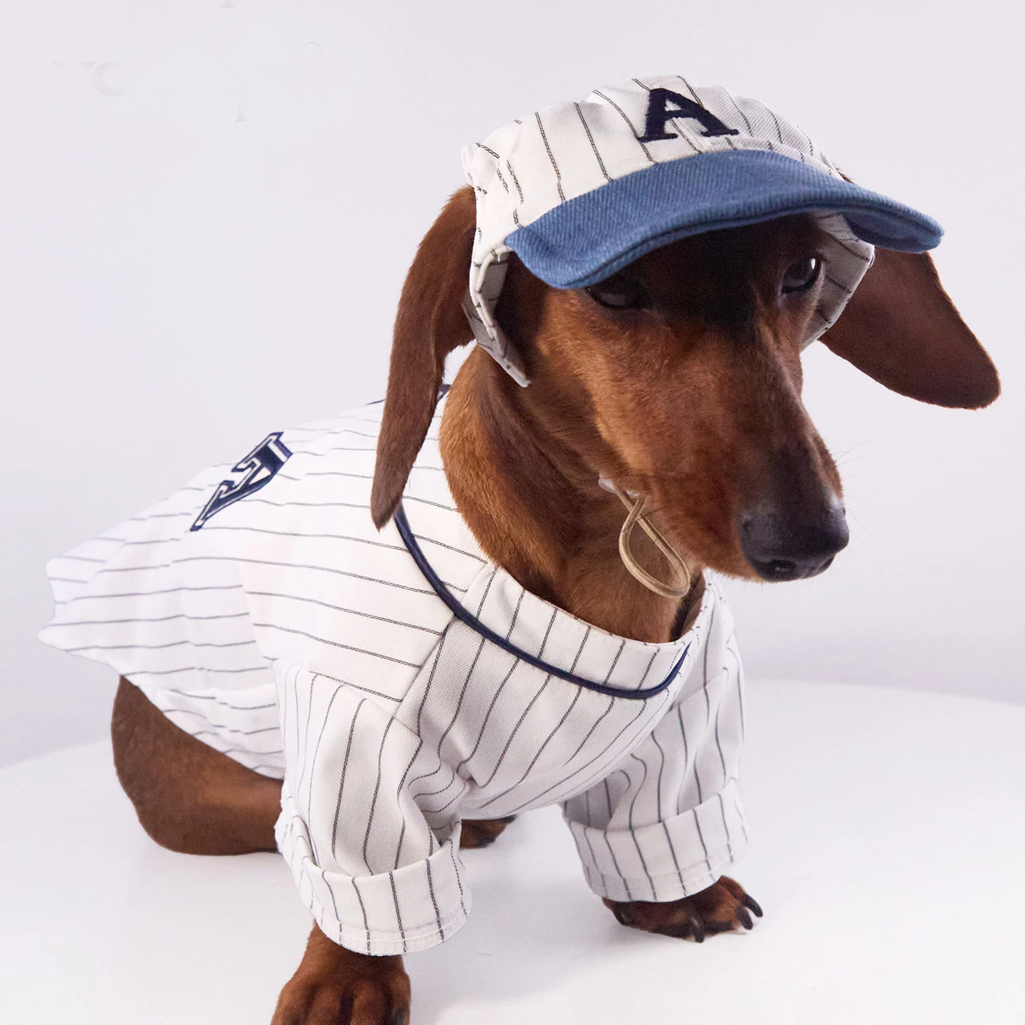 Conjunto polo a rayas con gorro para perros dachshund - imagen 4