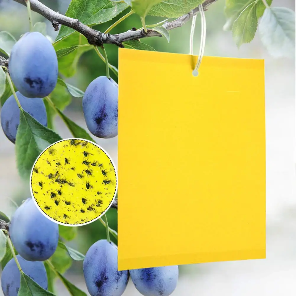Placa pegajosa de insetos, poderoso flycatcher, amarelo, azul, folha adesiva, estufa, controle de pragas, inseticida, fita adesiva dupla face