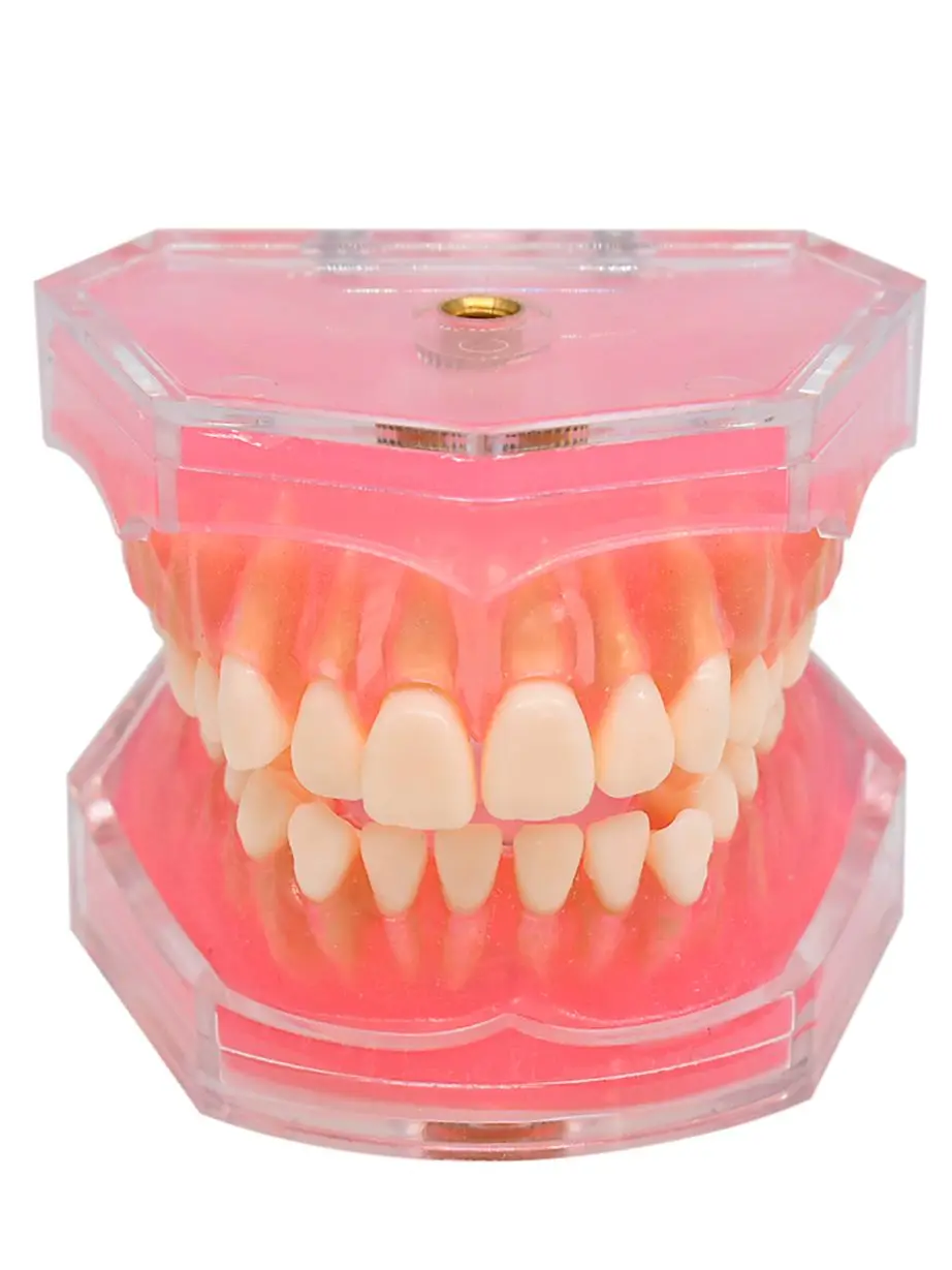 Dental Standard Typodont  Model Soft Gum  With 28 Removable Teeth Adult for Study Demo Teaching