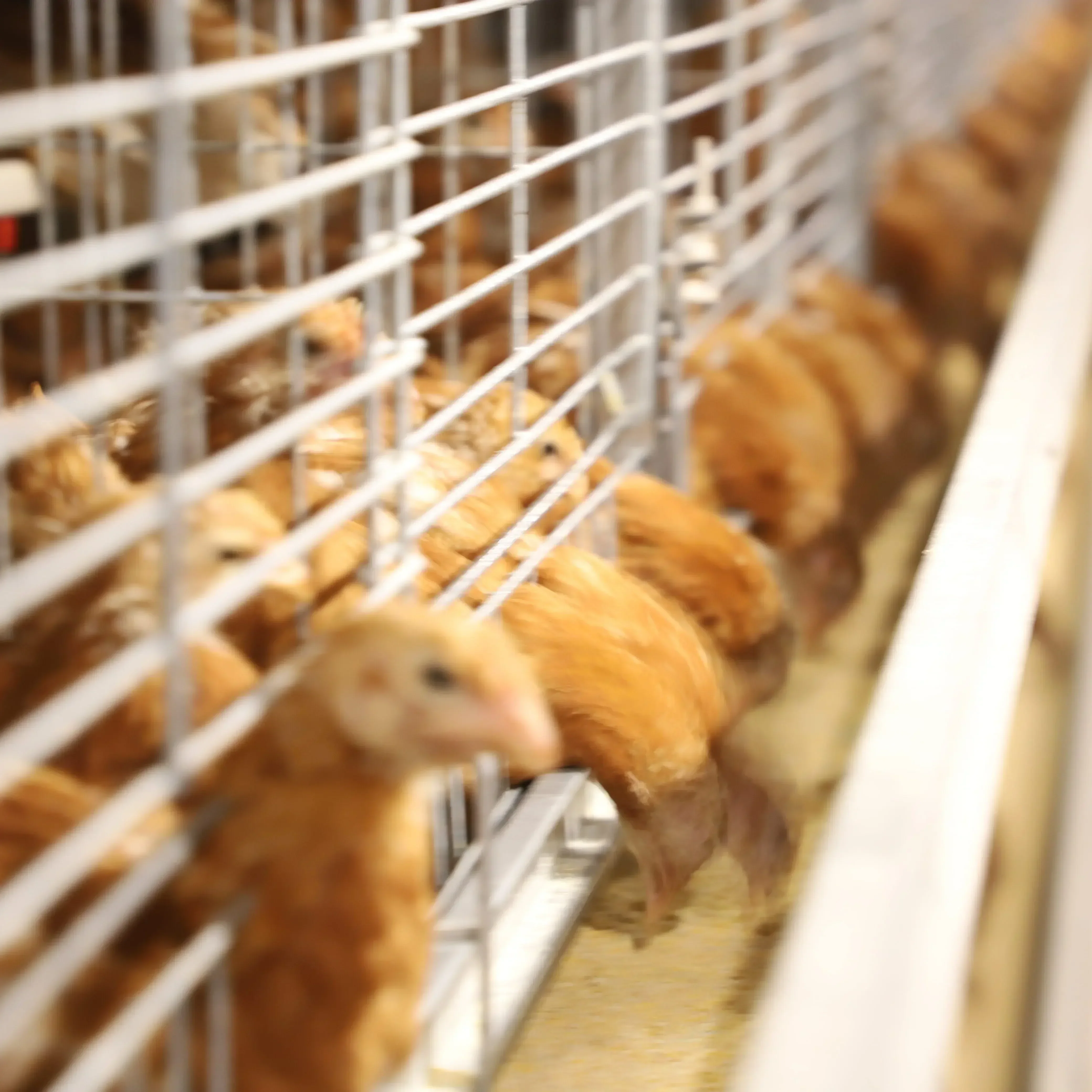 

Industrial Poultry Equipment Chicken Farming H Type Layer Pullet Cages Baby Chicken Cages For 10000 Chickens Farming