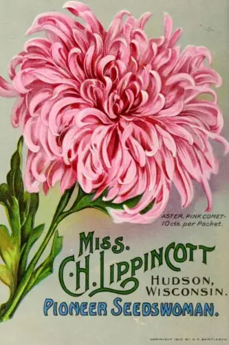 Pink Aster Floral Gardening Advert on a Vintage Retro Style Metal Sign Plaque