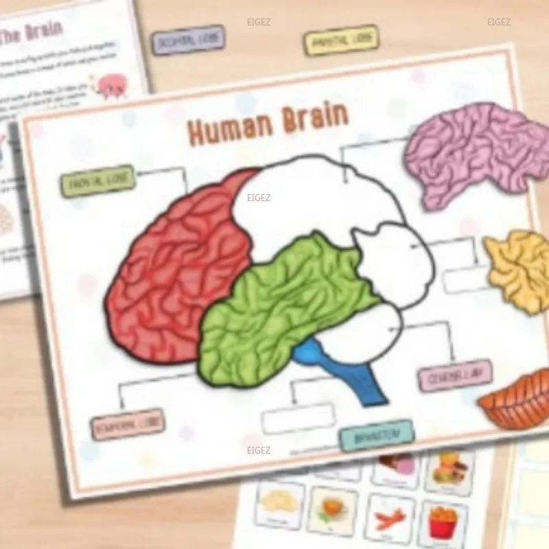 Human Anatomy Busy Book 3