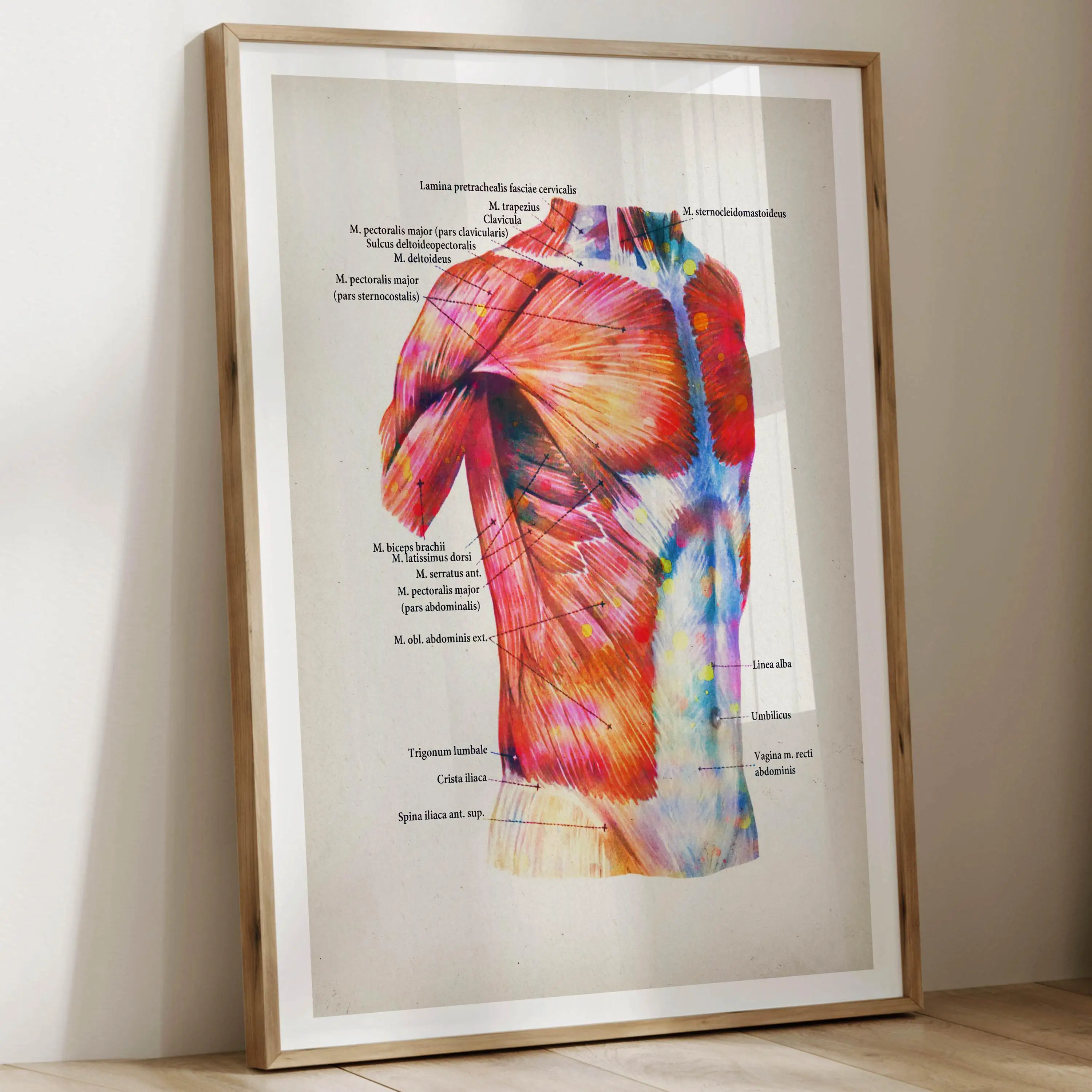 Watercolor Human Anatomy Muscle Poster Set -  Labels all the muscles Perfect for doctors massage clinics and doctor's offices view 3