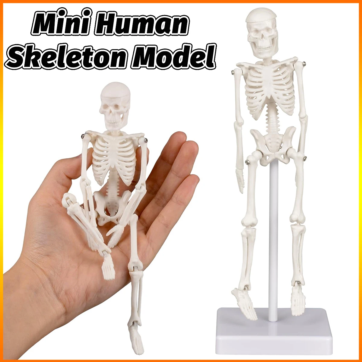 

Mini Human Skeleton Model Portable 7.8"Skeleton Bone Model Great Teaching Tool for Physiological Education Skeletal System Study