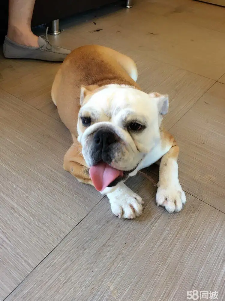 Damska moda streetwearowa, codzienne bluzy z kapturem, rozpinane sukienki, czarne bluzy z kieszeniami na zamek, bluzy z kapturem, wiosenna ciepła kurtka.