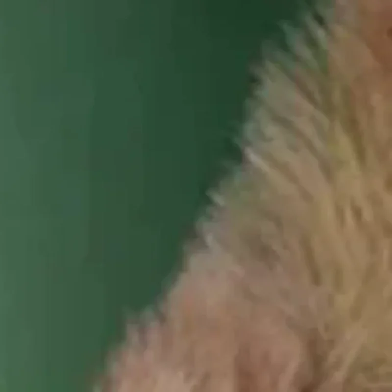 

1Pc Warm Fur Earmuffs Velvet Ear Muffs Winter Thicken Warmer Antifreeze Ear Cover Outdoor Cycling Ski Plush Ear Protector