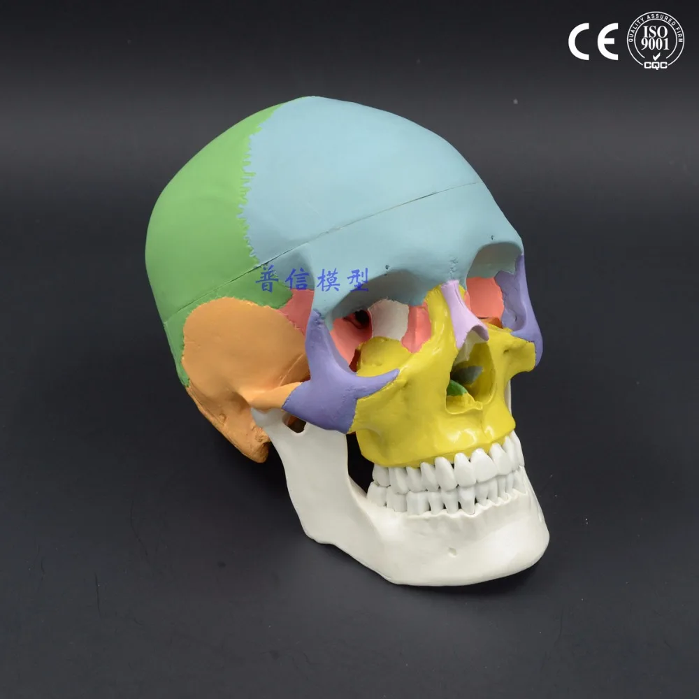 1:1 Life Size Color Head Model Natural Human Skull Adult Head Anatomy Model 19x15x21cm