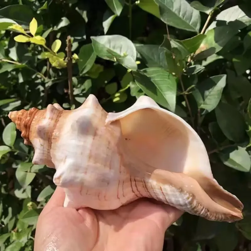 New Large Line Red Spiral Snail Natural Shell Creative DIY Succulent Conch Flower Pot Fish Tank Landscaping Aquarium Hermit Crab