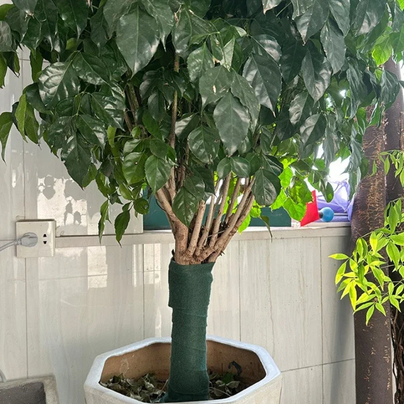 1 Rolle Baumwickelband – Winter-Kofferraumschutz mit Frostschutz, Windschutz, Schädlingssicherung – Rindschutzbandage