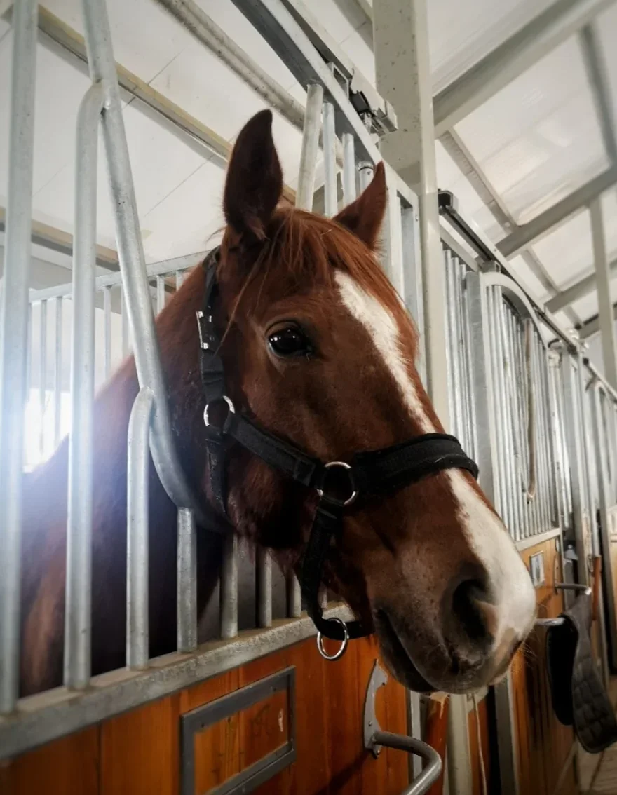 Well-ordered and perfected stables good tools for horse breeding well-systematized and of high quality horse rooms