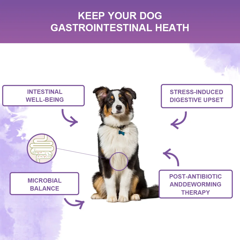 Probiotic Powder for Dogs -Duck flavor-Supports Gut Health, Digestive Balance & Seasonal Allergy Relief - Image 5