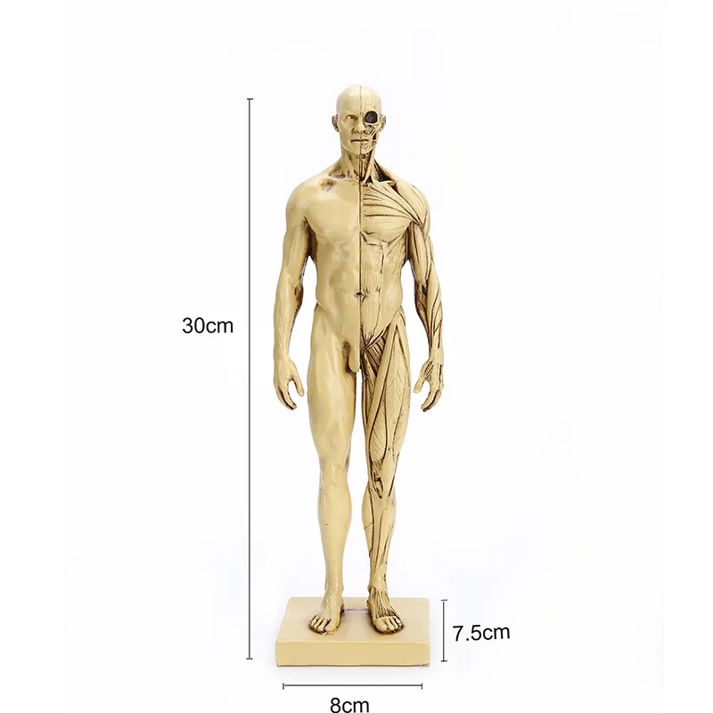 Muscular male , full-body prop, human acupoint model, acupuncture meridian teaching aid, small bronze figure, Halloween gif