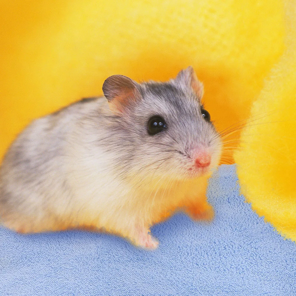 

12Pcs Guinea Pig Bath Towels Coral Fleece Thickened Absorbent Drying Small Pet Bedding Mat Guinea Pig Accessories