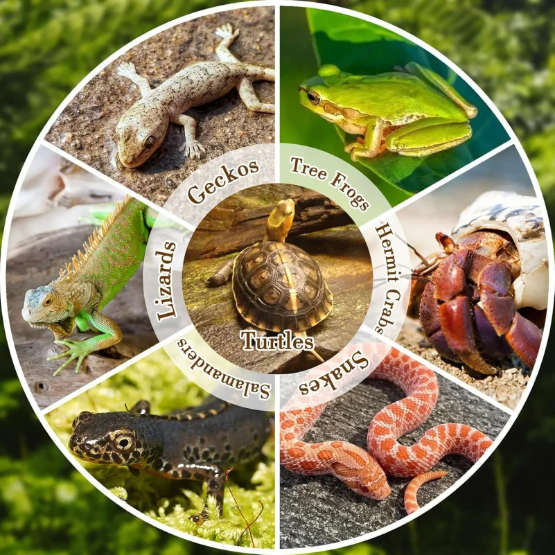 Thumbnail 4 - #15 Trending Reptile Water Bowls Right Now