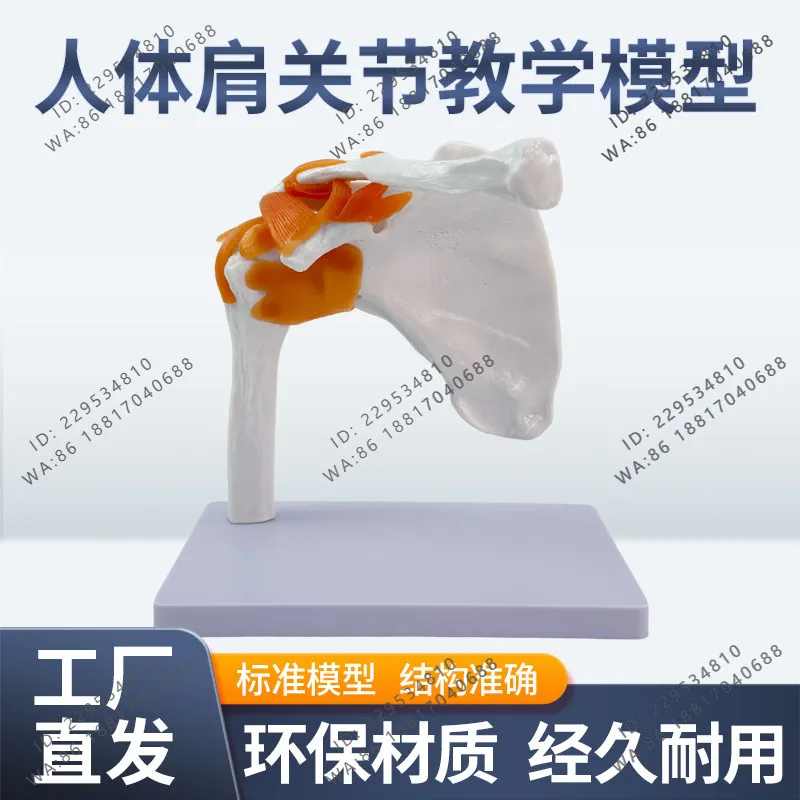 Teaching simulation human shoulder joint model, shoulder joint attached ligament model