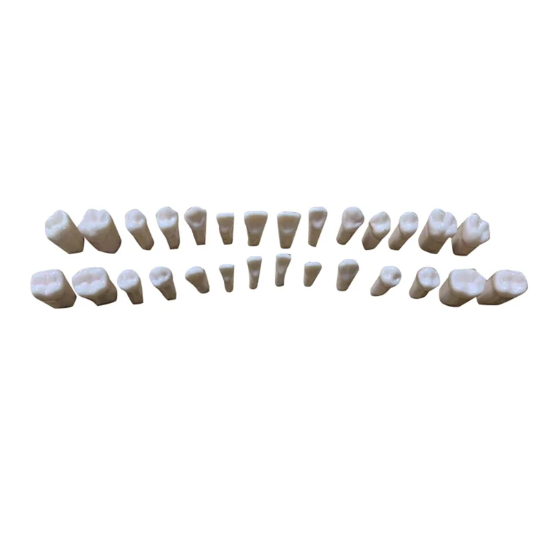 

Model Teeth Model Human Teaching Model Full Permanent Teeth M7021(28Pcs)
