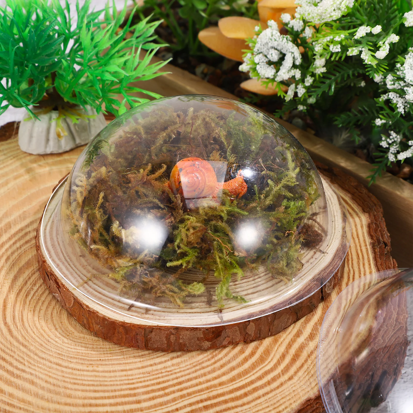 

20pcs Clear Plastic Cloche Dome Half Sphere For Diy Micro Landscape Craft Ornament Candy Holder Display Case Decorative