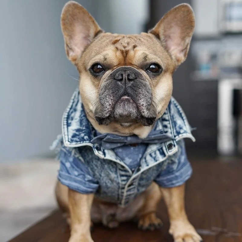 Haustier Hund Jeans Jacke Denim Mäntel Löcher Katzen Welpen Weste Französische Bulldogge Kleine Hundekleidung Frühling/Herbst Bekleidung Mode