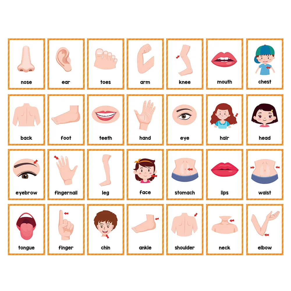 Montessori English Learning Cards 3