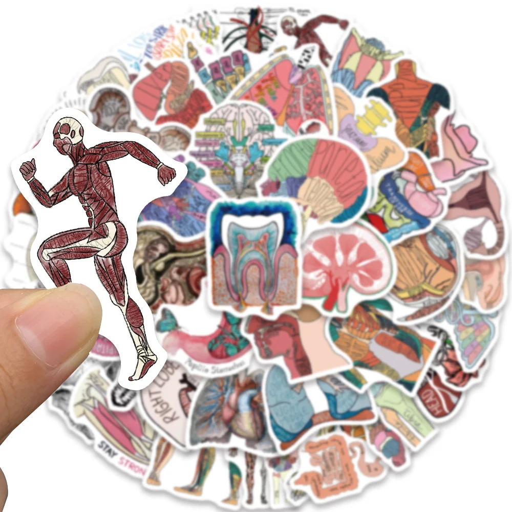 50pcs Human Body Science Anatomy Stickers Pack Laptop Phone Case Ipad DIY Sticker Journal Accessories Scrapbooking Supplies