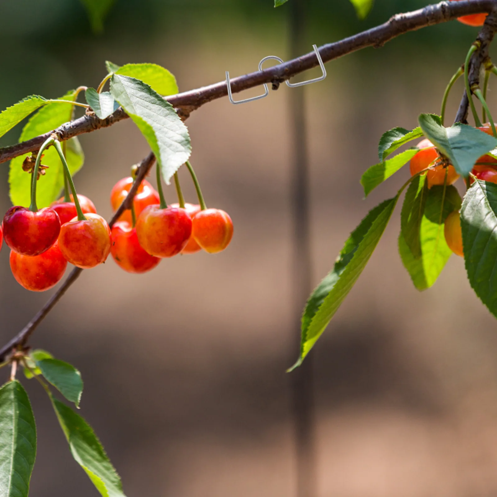 

1 Set Of Branches Moderator Garden Bonsai Moderators For Tree Limb Spreader Plant Training Tools Outdoor Fruit Trees Flower