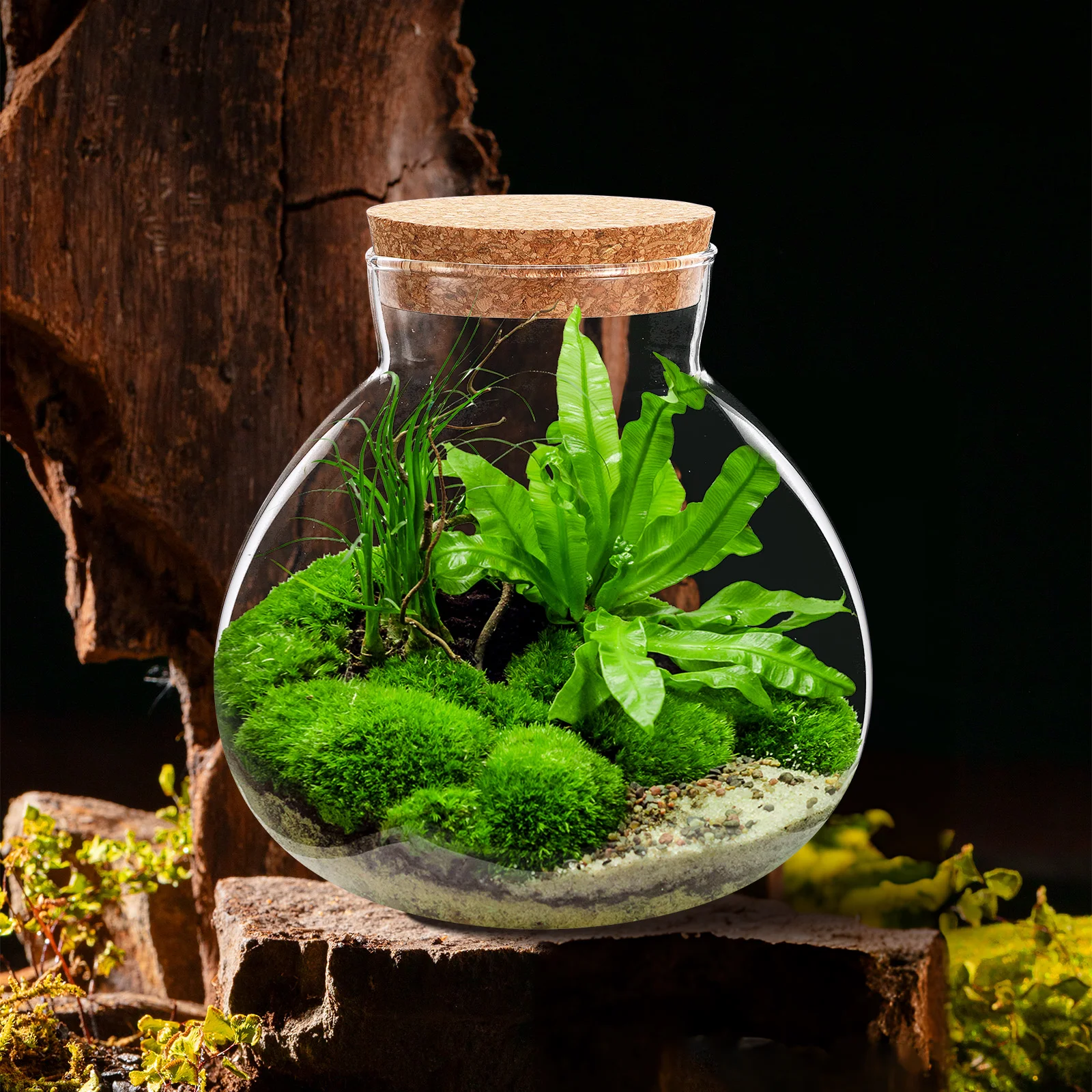 Micro Landscape Ecological Bottle Plants Terrarium Jars Moss Light Fish Tank Aquarium Bracket Office