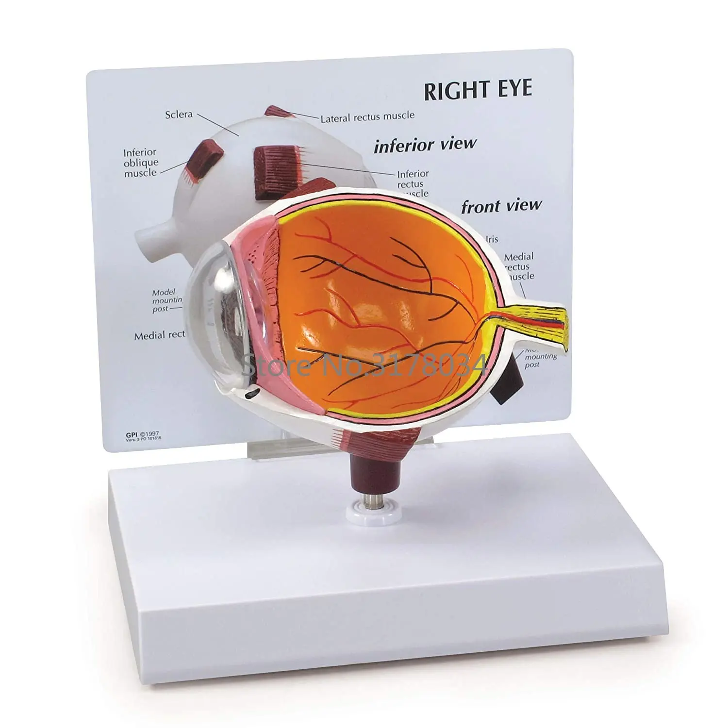 

Eye Model Human Body Anatomy Replica of Normal Eye for Doctors Office Educational Tool