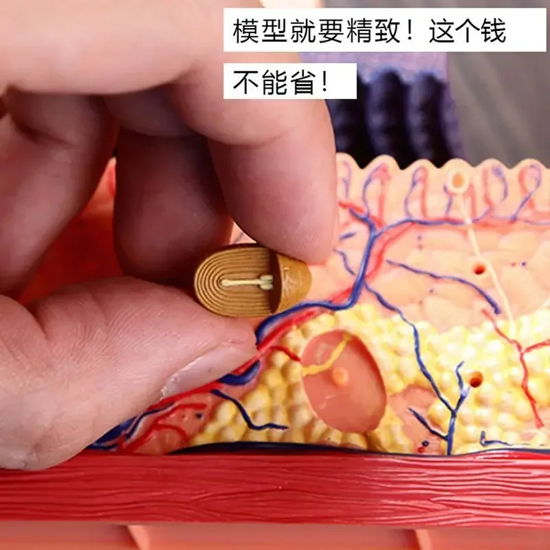 4D MASTER puzzle assembly toy: Anatomical model of human skin and hair organs, medical teaching DIY