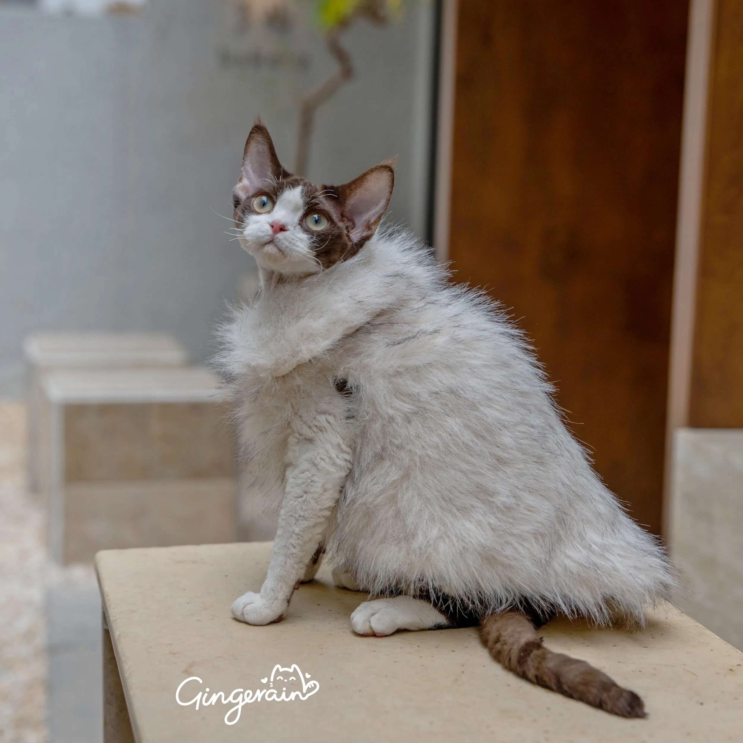 Luxe verdikte bontkledingjas voor Sphynx-katten met korte mouwen, jas voor Devon Rex buitenfeesten, foto-outwear