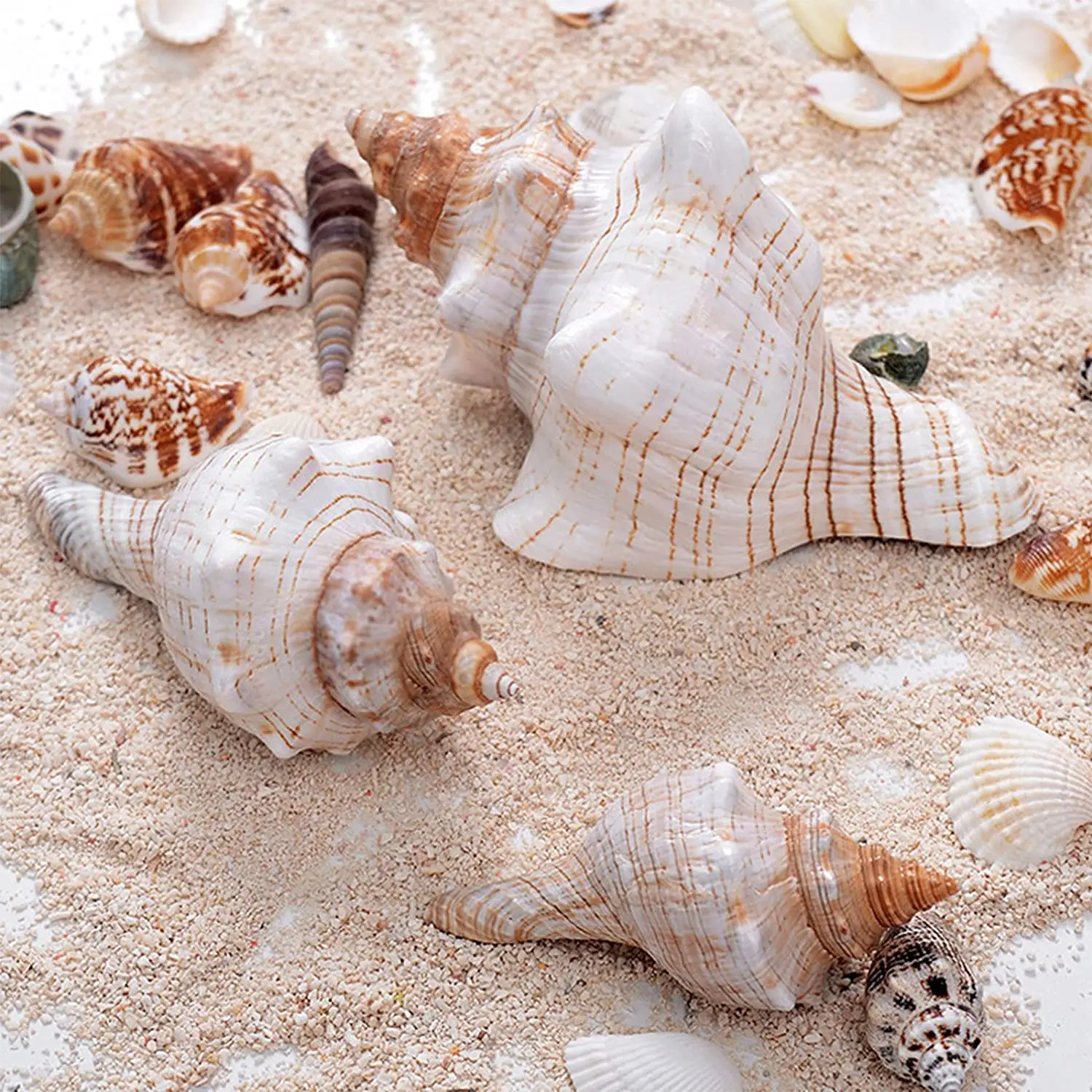 1PC Striped Fox Conch Sea Shells Large Natural Seashells Perfect for Fish Tank Wedding Decor Beach Theme Party Home Decorations