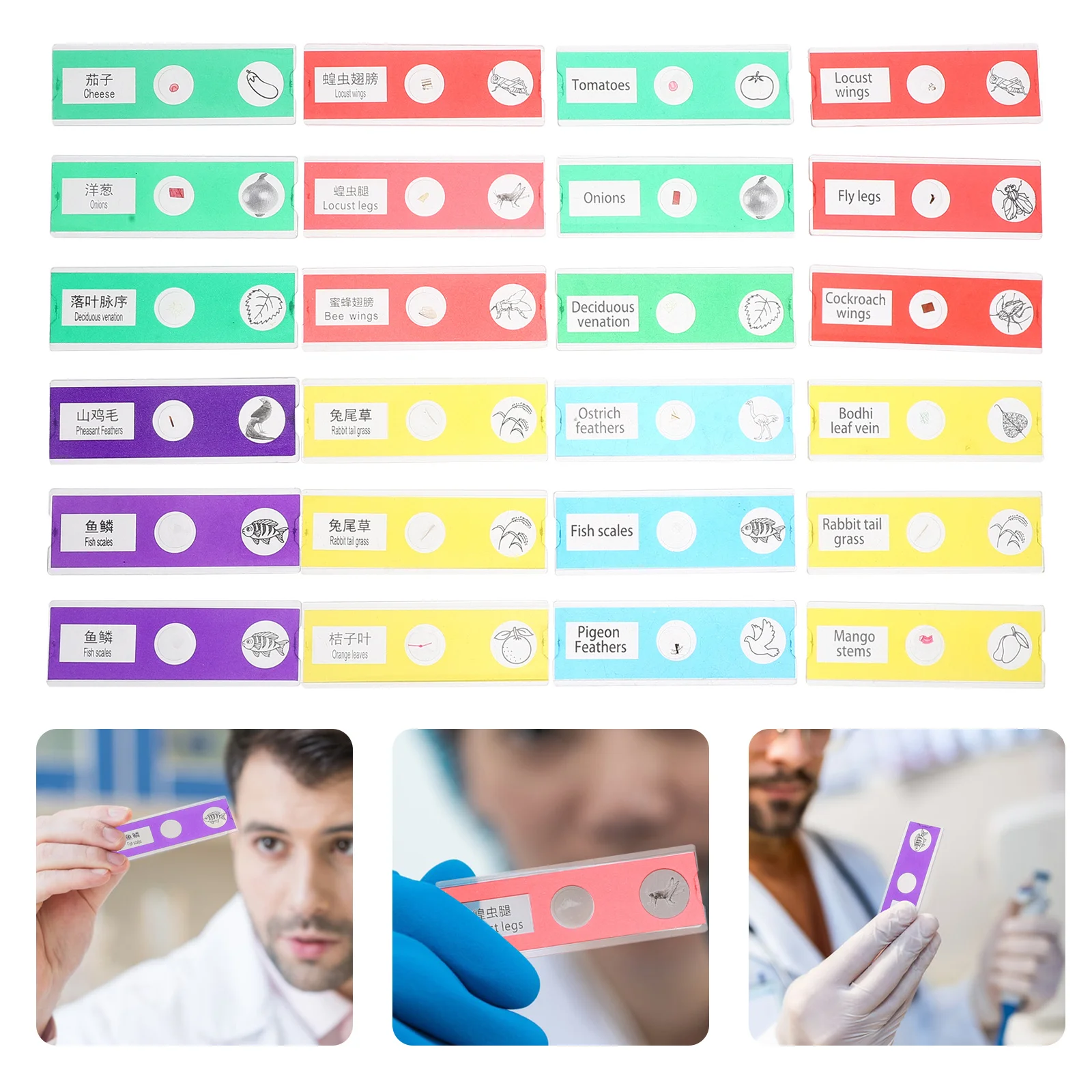 24 قطعة مجموعة شرائح المجهر العلوم للأطفال ثنائية اللغة البلاستيك المجهزة النباتات الحيوانات الحشرات عينات التعليمية البيولوجية