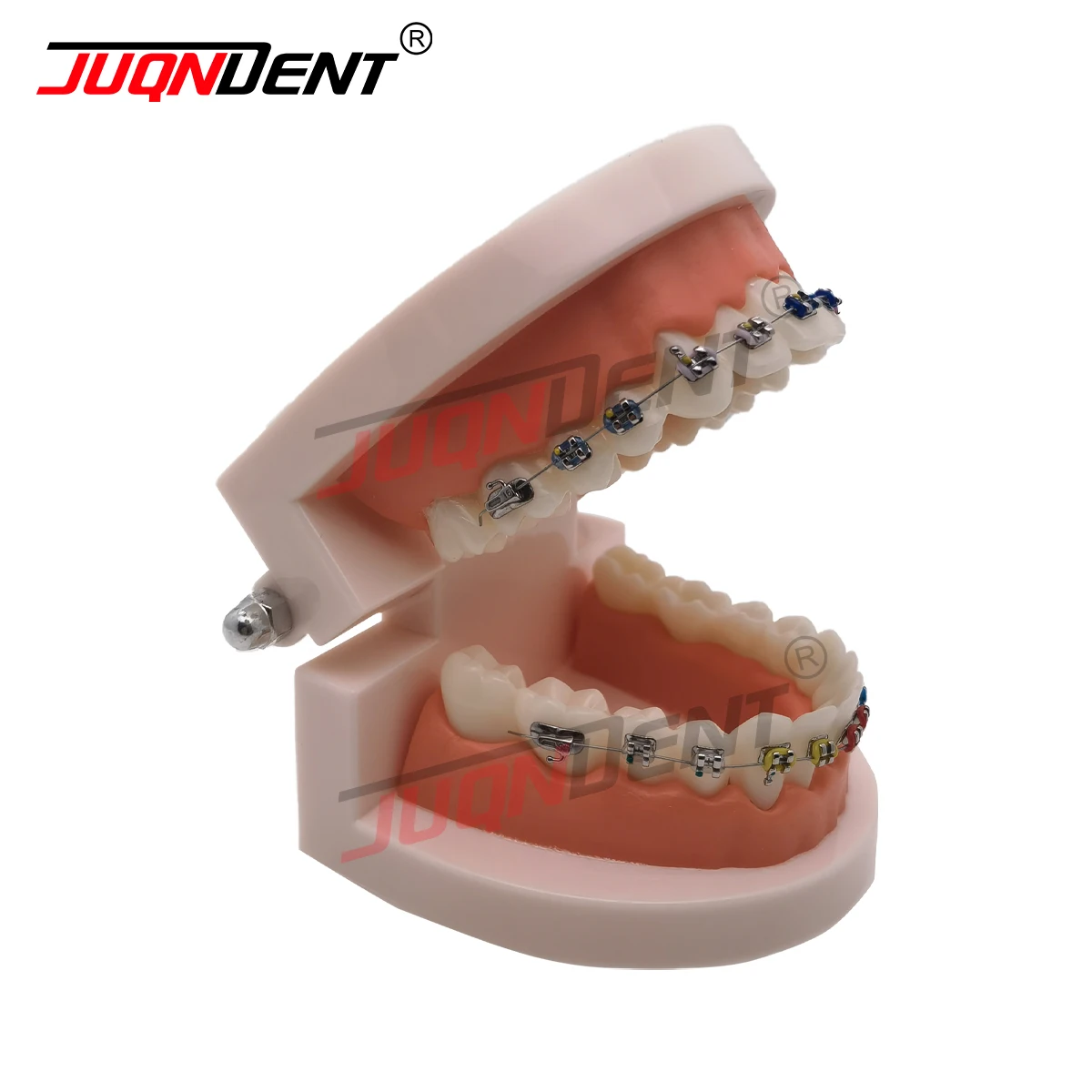 Dental Practice Ortho Typodont Teeth Model For Dentistry Teaching Studying Demo  Flossing Practice Studying Teaching