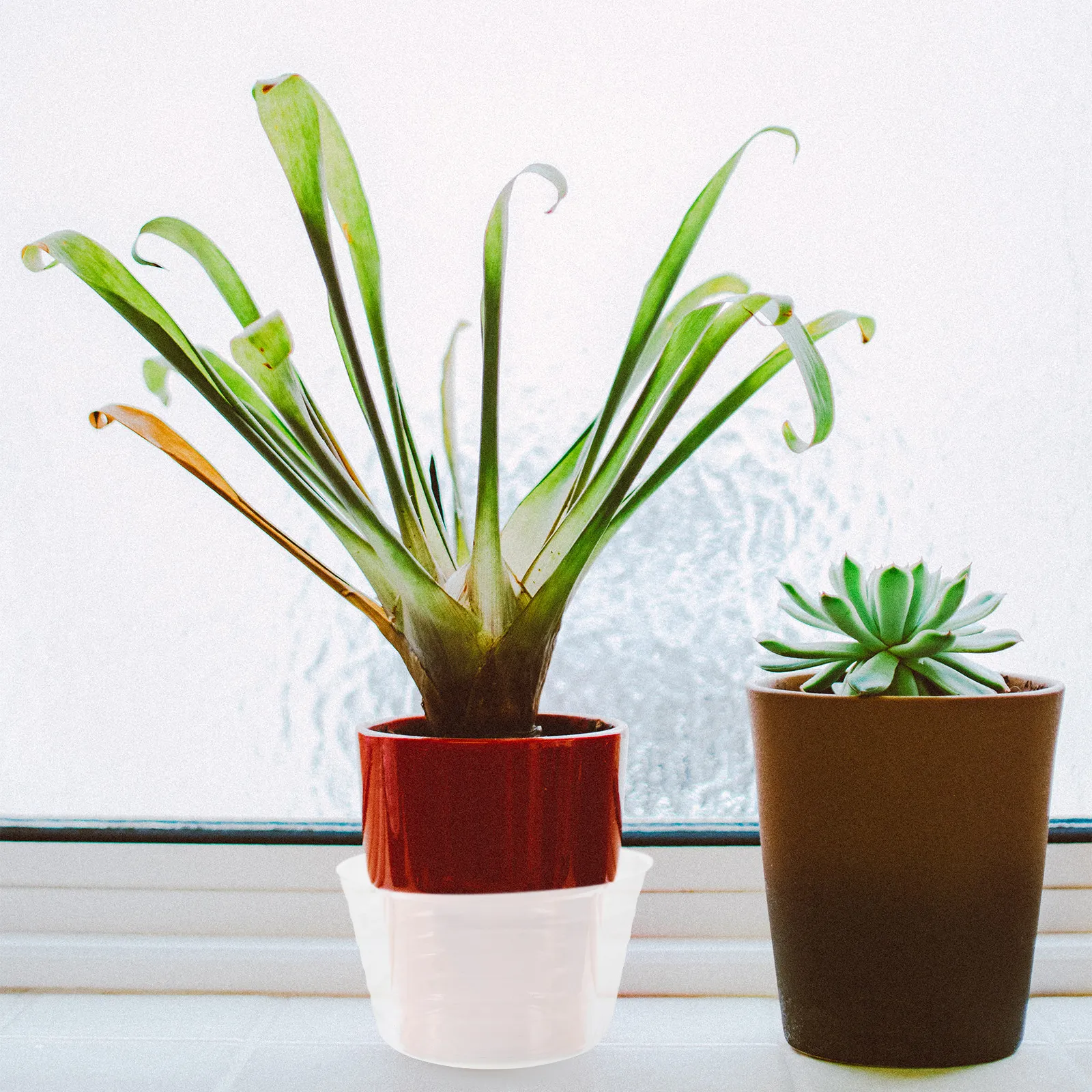 

30Pcs 15.6cm Plastic Flower Pot Drainage Tray Round Clear Saucer Water Catcher Tray for Indoor Outdoor Plants Bonsai Pots Living