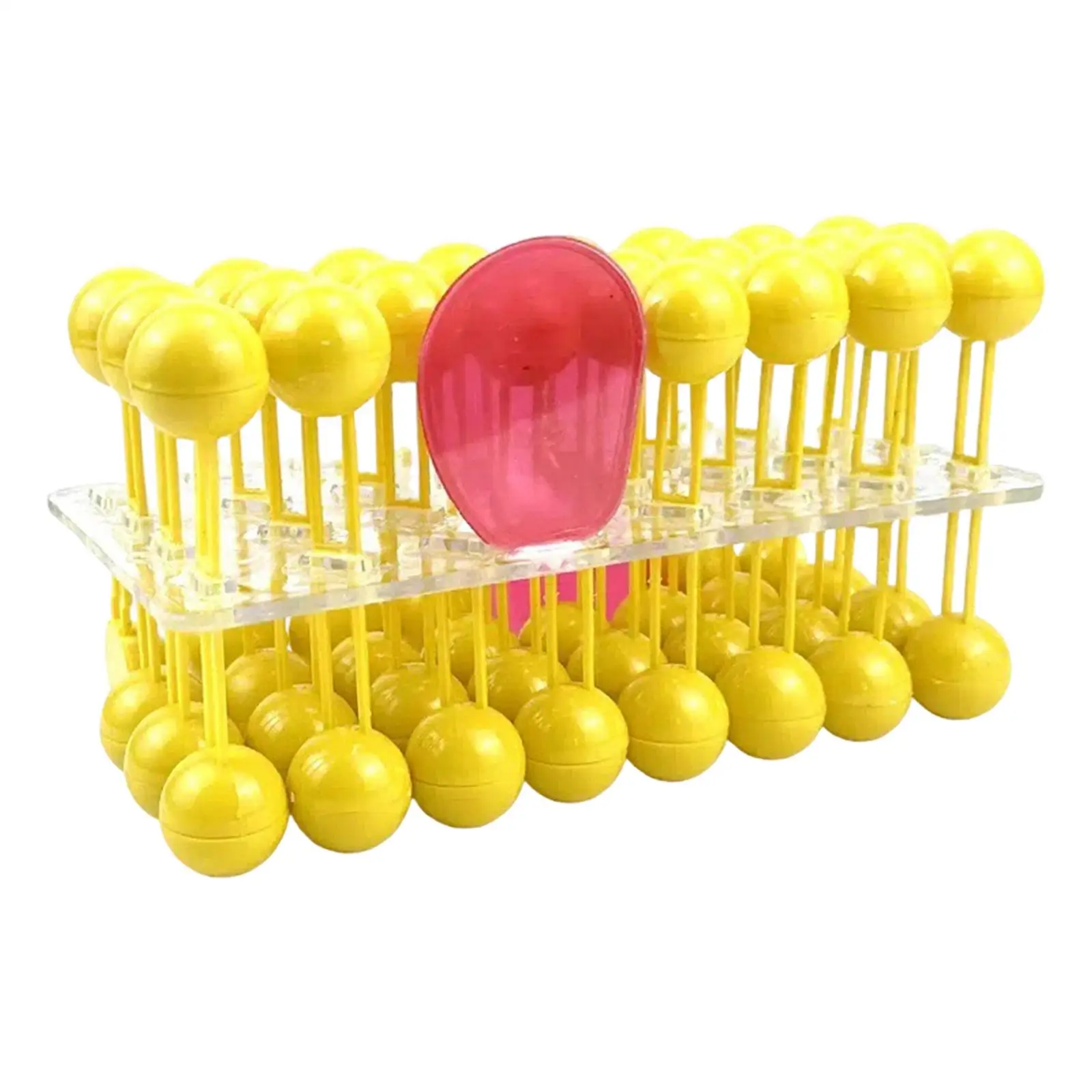 Bilayer Cell Membrane Structure Teaching Model for School Students Classroom