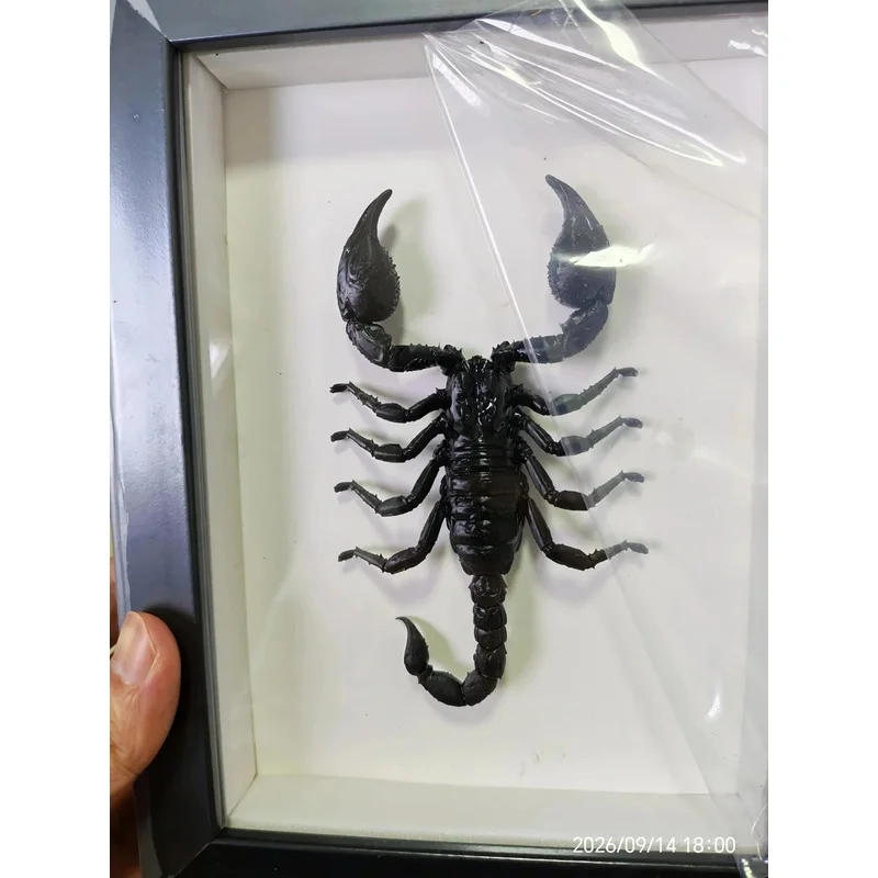 Gothic Dark Scorpion Shadow Frame - Realistic Resin Insect Figure | Vintage Taxidermy Style Home Decoration For Bar & Study