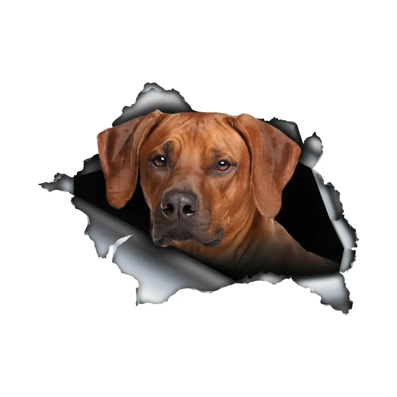 

DK448# Rhodesian Ridgeback 3D Break the Wall Car Sticker, Waterproof Vinyl Material Accessories, Interesting For Cars, Trucks, M
